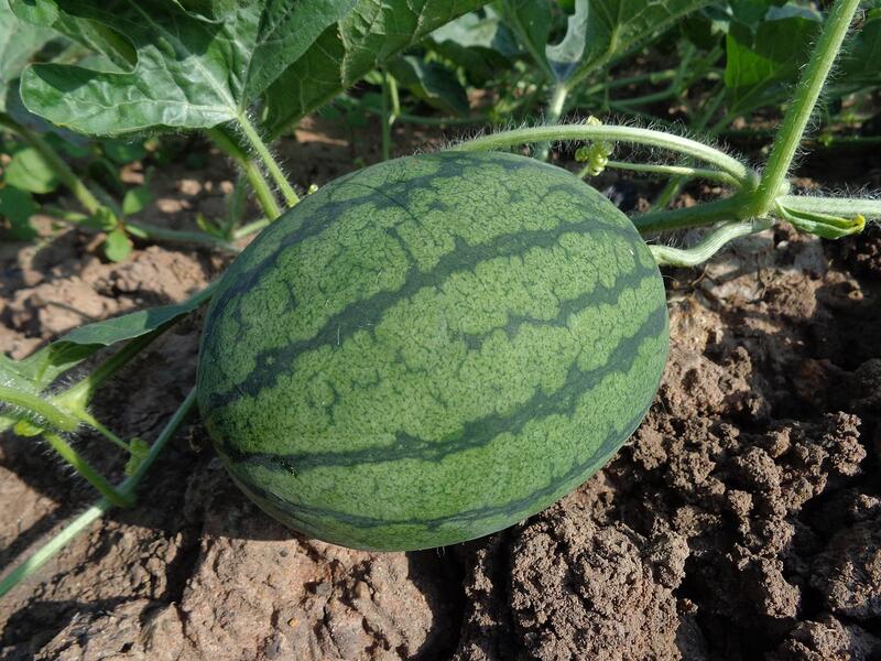 How a Local Organic Farm Simplified Employee Benefits with Expert Guidance